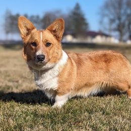 Pumpkin - Cardigan Welsh Corgi