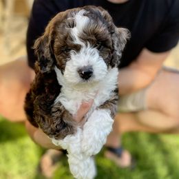 Squawker - Brown and white male Aussiedoodle puppy in Gilbert, Arizona from Aussie Doodles Arizona