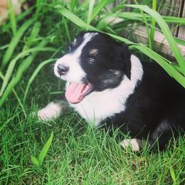 Australian Shepherd Puppies from Boise Aussie Paws