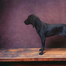 American Leopard Hound, Bluetick Coonhound, and German Shepherd All Grown Up from Haus Biery German Shepherds, Benchmark Blueticks & Leopard Hounds