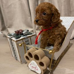 Ruby - Brown female Cavapoo puppy in Ferndale, Washington from Cavakennels.pnw