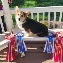 Onyx - Black and tan male Pembroke Welsh Corgi puppy in Dunbar, Nebraska from Vintage Corgis
