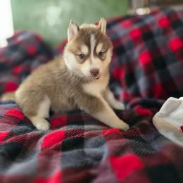 Holly - Black and white female Siberian Husky puppy in Kansas City, Missouri from Anuun's Huskies