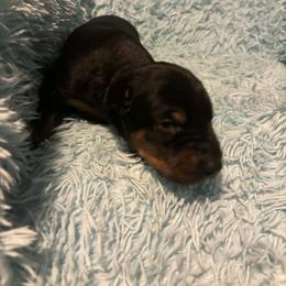 Boy 2 - Black and rust male Doberman Pinscher puppy in Centralia, Missouri from TopSpots Farm