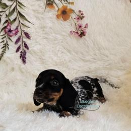 Sabrina black pie girl 2 - Piebald female Dachshund puppy in Herald, California from Bluegum Dachshunds