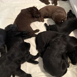 "After full bellies and a bath" Labrador Retriever Puppies from Duck U Kennels
