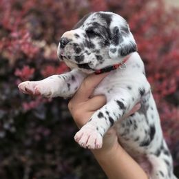 Great Dane puppies from Red Cloud Australian Shepherds and DeGray Great Danes & Bulldogs