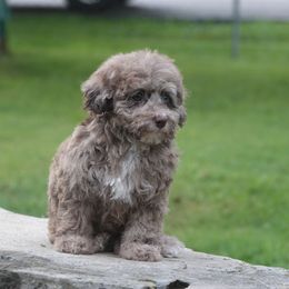 Merle Baby - Chocolate sable female Havapoo puppy in Bowling Green, Kentucky from Denise Clark