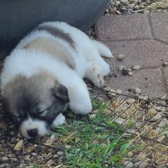 Anatolian Pyrenees and Goldendoodle Puppies from Up Shinn Creek