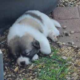 Anatolian Pyrenees and Goldendoodle Puppies from Up Shinn Creek