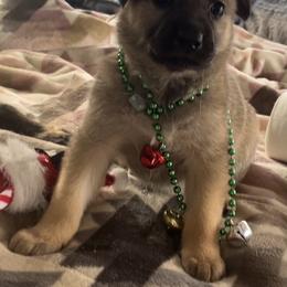 German Shepherd puppies from Knott's Shepherds
