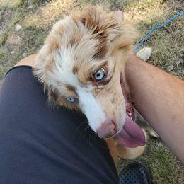 Miniature Australian Shepherd All Grown Up from Klatt's Mini Aussie's