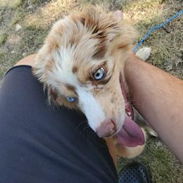 Miniature Australian Shepherd All Grown Up from Klatt's Mini Aussie's
