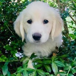 Golden Retriever Puppies from Autumnwood Golden Retrievers