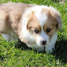 American Corgis and Pembroke Welsh Corgis from Double K Corgis