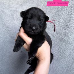 Rose - Black female German Shepherd puppy in New Cambria, Missouri from Des Hausraben Shepherds