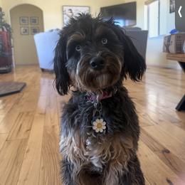 Assorted Doodle Crosses, Aussiedoodle, and Australian Shepherd Puppies from Junipersdoodles