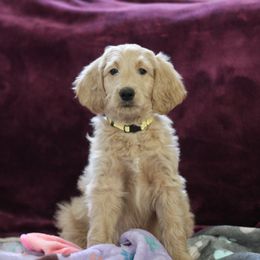 "9 weeks" Goldendoodle Puppies from Faith Breeders