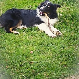 Australian Shepherd All Grown Up from Fosterwood Farm