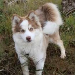 Ember - Pomsky