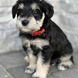 Miniature Schnauzer Puppies from ieva kasp