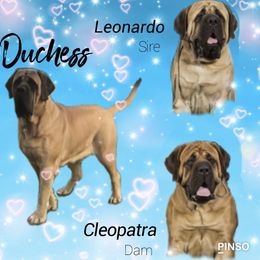 Mastiff All Grown Up from M K Mastiffs
