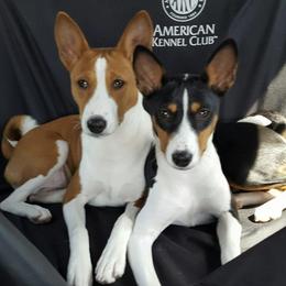 Basenjis from Skywalker Basenjis