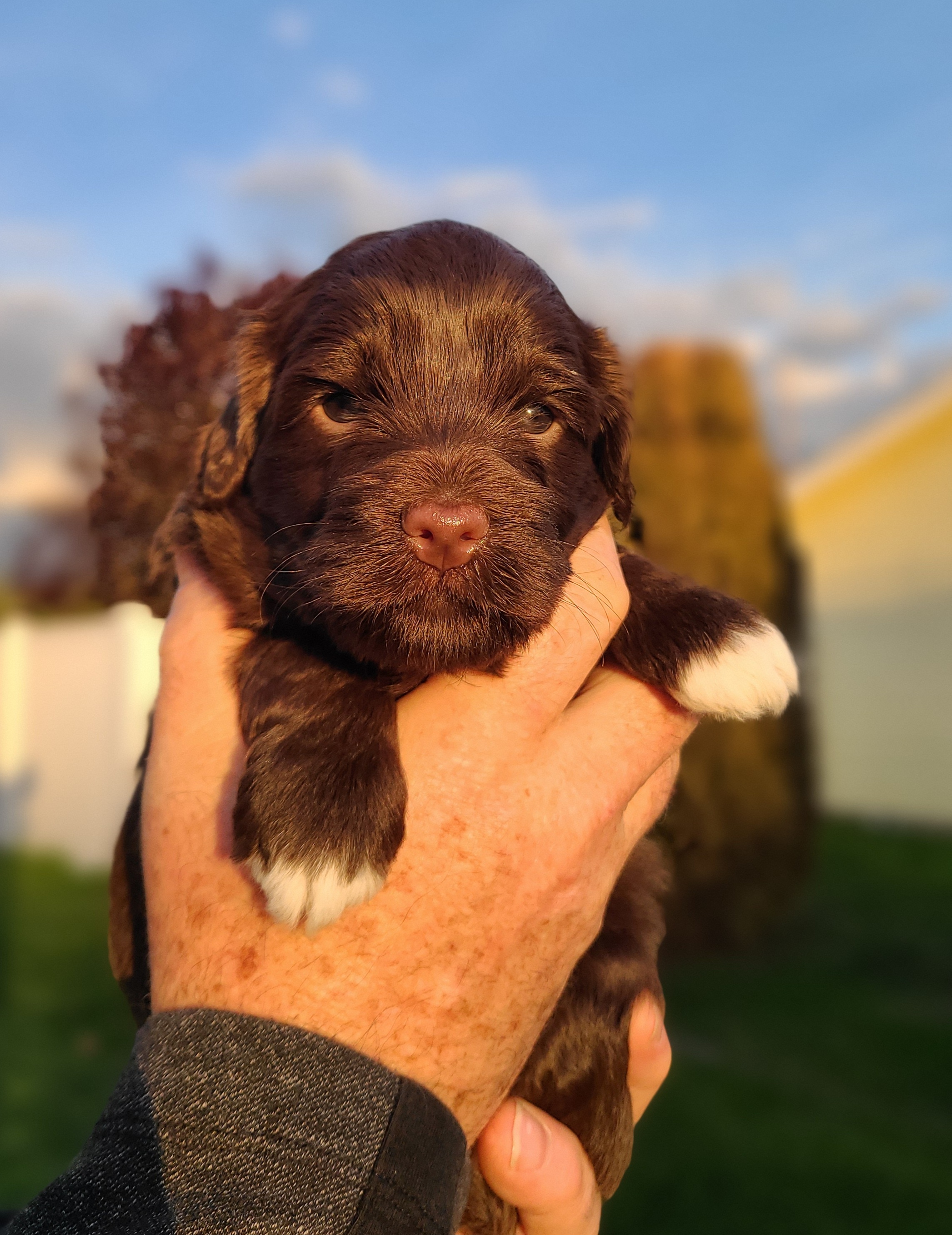 Bernedoodle and Double Doodle Puppies from Cloud Nine Doodles