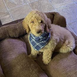 Labradoodle Puppies from CC Labradoodles
