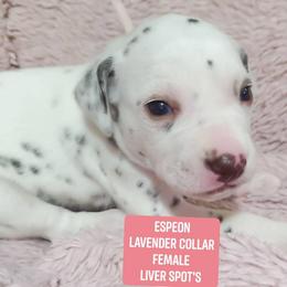 Espeon (Lavender collar) - White and liver brown female Dalmatian puppy in Raymondville, Missouri from Wagner's Dalmatian's