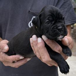 Liberty - Brindle female Boxer puppy in Taft, Tennessee from Hillbillie Boxers