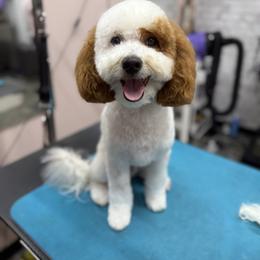 Goldendoodle All Grown Up from Goldendoodle AZ