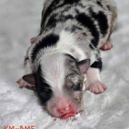 BMF - Blue merle female Miniature Australian Shepherd puppy in Deer Lodge, Tennessee from KSH Aussie Haven