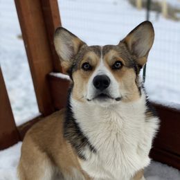 Beau - Pembroke Welsh Corgi