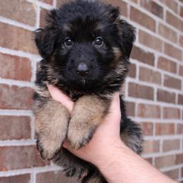 Black collar - Black and red male German Shepherd puppy in Mount Vernon, Missouri from German Haus German Shepherds LLC