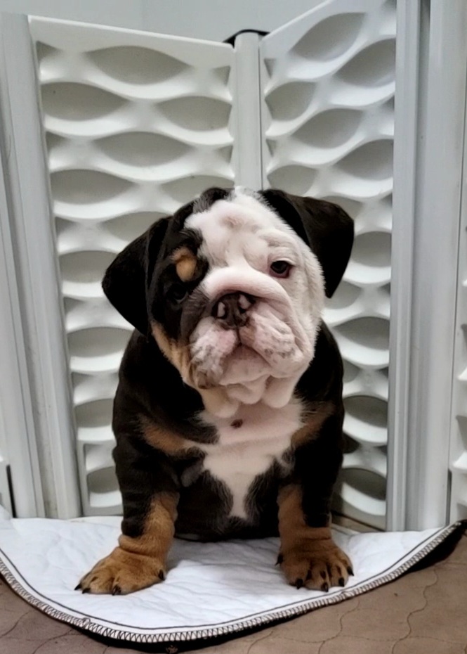 Girl 1 - Bulldog puppy in Newark Valley, New York from T&M Bulldogs