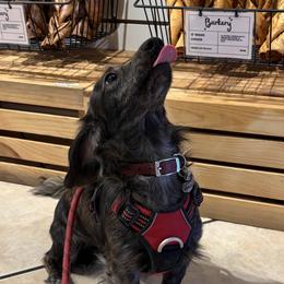 Dachshunds from Weenie Wonderland