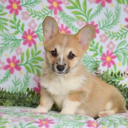 Daffodil - Sable female Pembroke Welsh Corgi puppy in Morgantown, Pennsylvania from GoldStar Corgis (License Number 18519)