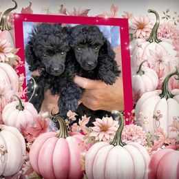Poodle puppies from Karamba Toy Poodles