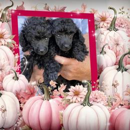 Poodle puppies from Karamba Toy Poodles