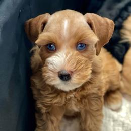 Purple Collar AKC female - Wheaten female Miniature Schnauzer puppy in Calhoun, Georgia from The BrickHouse Miniature Schnauzers