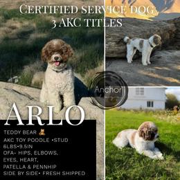 Arlo - Poodle