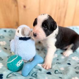 Bronco - Black and white male Border Collie puppy in Owenton, Kentucky from Three16 Ranch