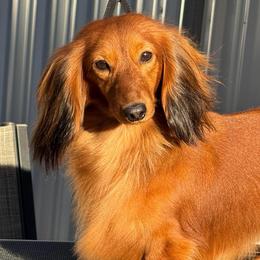 Basil - Dachshund
