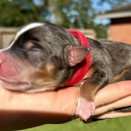 Australian Labradoodle, Bernedoodle, Cavapoo, and Poodle Puppies from Walk with Me Doodles