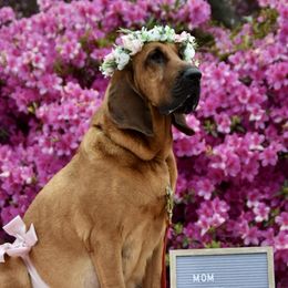 Gracie - Bloodhound