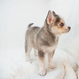 Blitzen - Black and white male Pomsky puppy in Spring City, Pennsylvania from Pomsky Power Puppies
