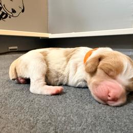 Trix - Orange and white female Brittany puppy in Prospect, Virginia from Sandridge Brittanys