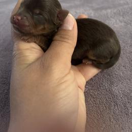 Male 1 - Chocolate and tan male Yorkshire Terrier puppy in Fredericksburg, Virginia from VA Exclusive Yorkies
