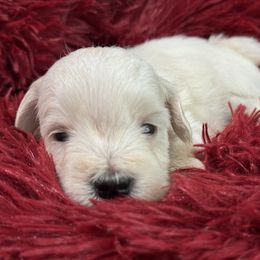 Miniature Schnauzer Puppies from Cali Sun-kissed Schnauzers